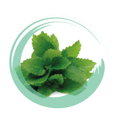 Menta