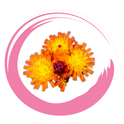 PILOSELLA
