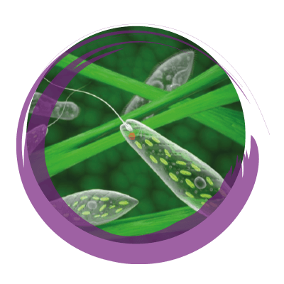 BetaVia Complete