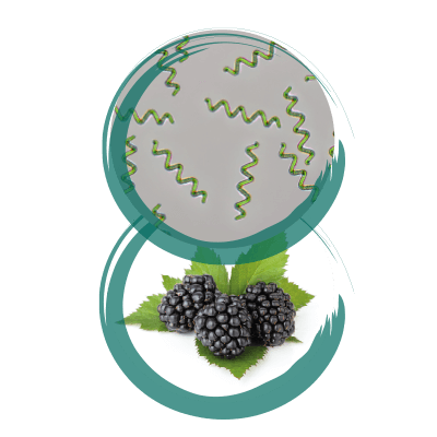 SPIRULINA E MORA