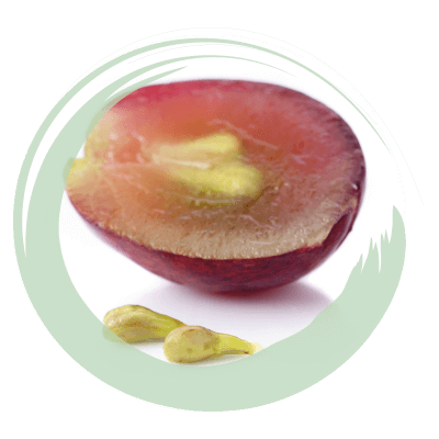 OLIO DI VINACCIOLI